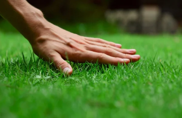 ენგო კავკასია